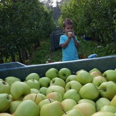 IN CAMPAGNA CON NOI: la raccolta delle mele